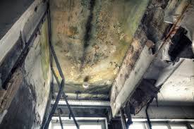 Best Commercial Mold Inspection in USA